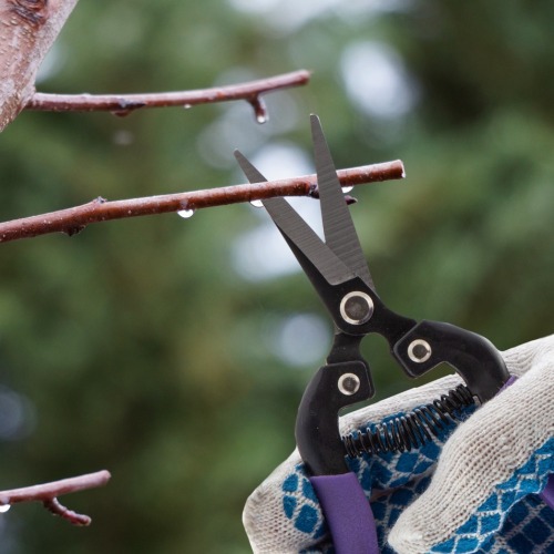Tesoura para poda 7