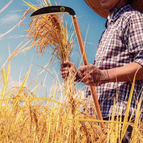 Foicinha para colheita com cabo de madeira de 50 cm Foicinha para colheita com cabo de madeira de 50 cm