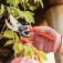 Tesoura de poda profissional - Bypass